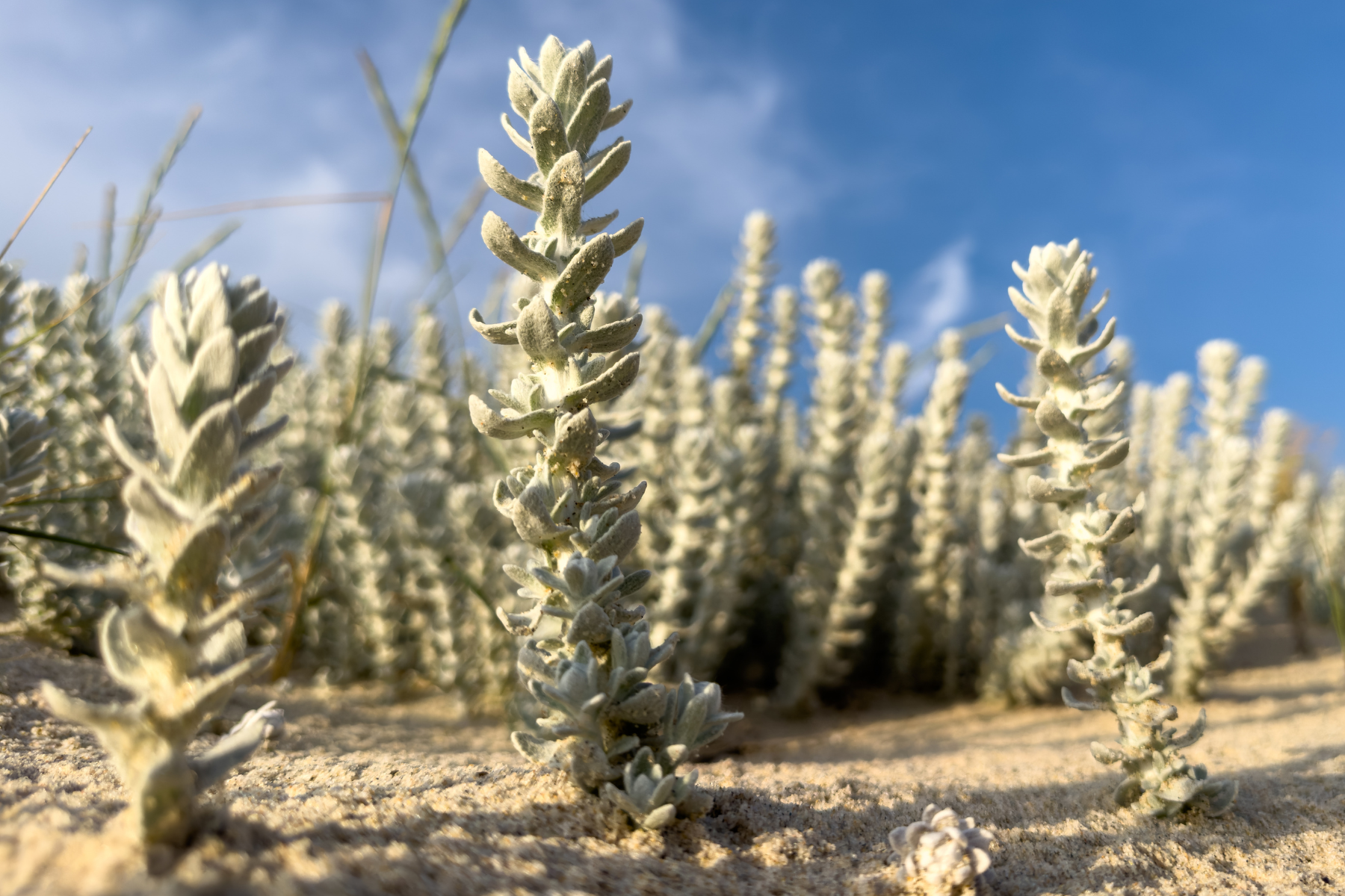 Close-up of silvery plants in sandy soil with a blue sky background.