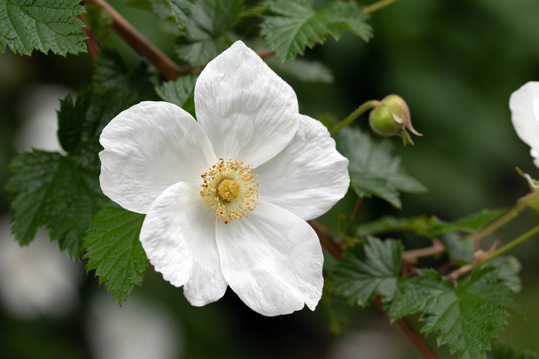 A white flower with five petals and a yellow center, surrounded by green leaves.