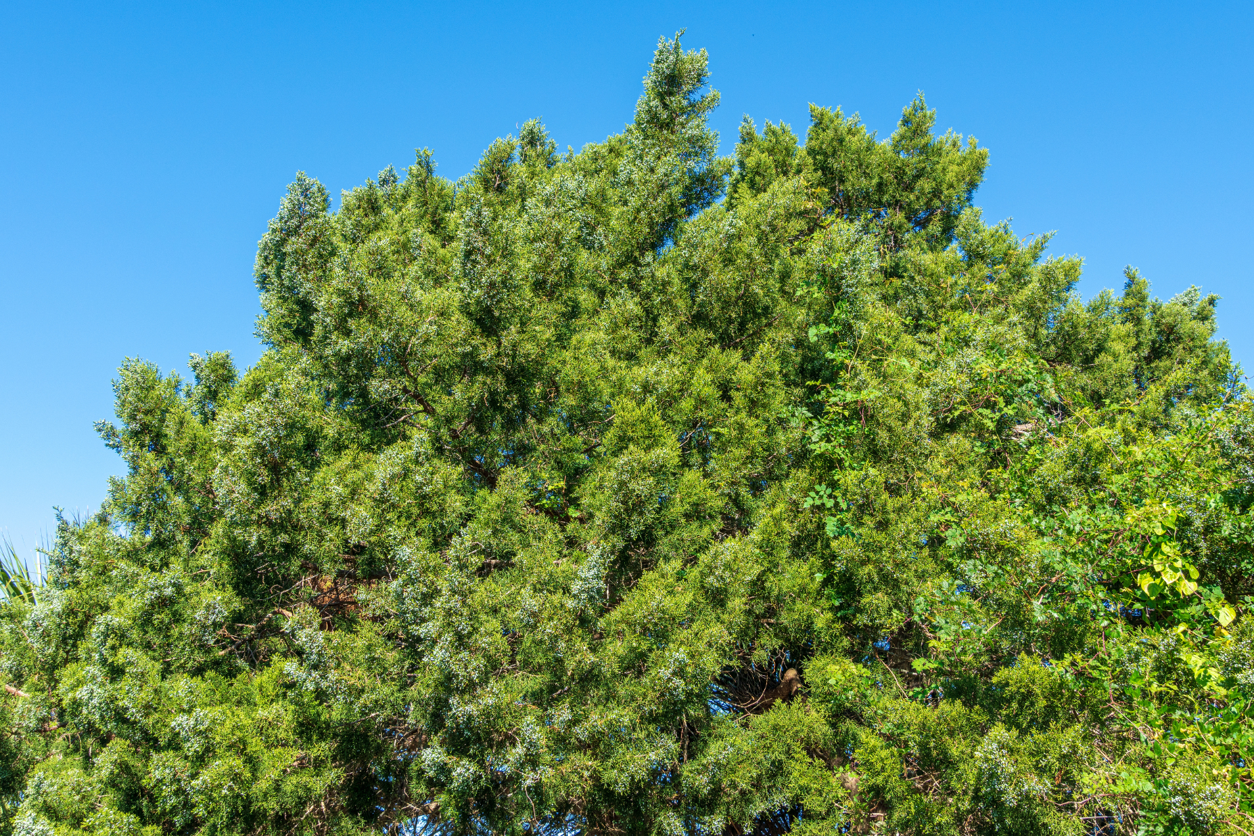 Lush green tree top against a clear blue sky.