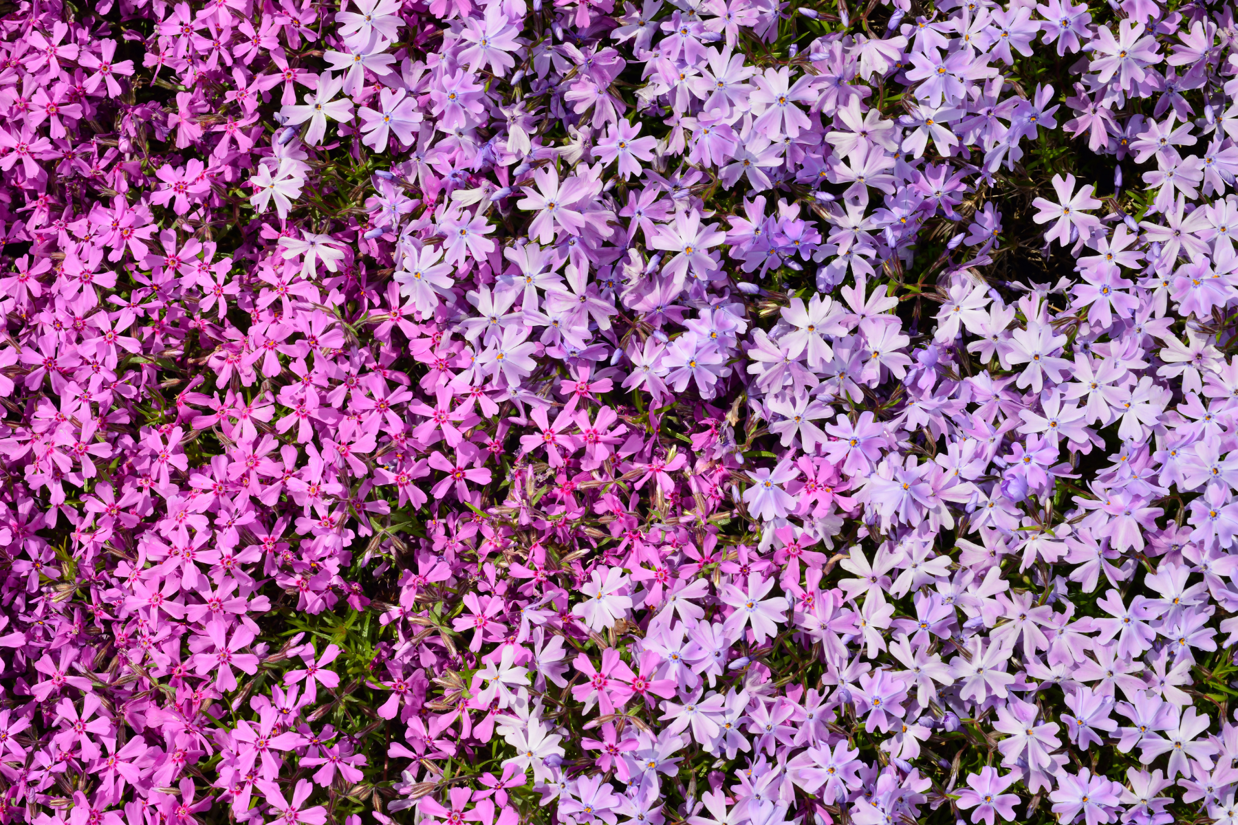 A dense cluster of small pink and purple flowers with green leaves.