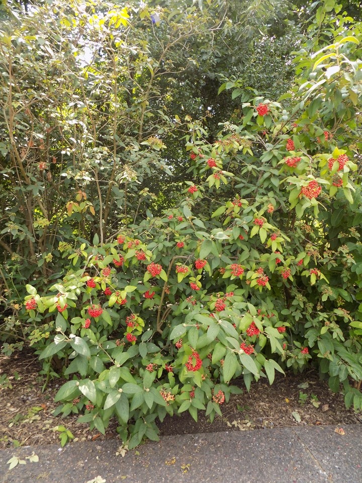 A bush with clusters of small red berries and green leaves, surrounded by other greenery.