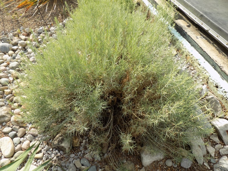 A bushy plant surrounded by pebbles and rocks in a garden setting.