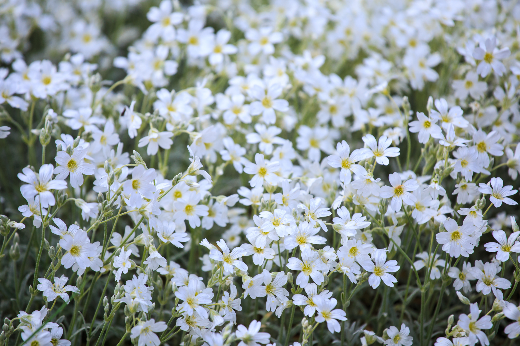 A field of small white flowers with yellow centers, densely packed and in full bloom.