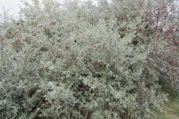 Dense, leafy bush with small red berries scattered throughout.