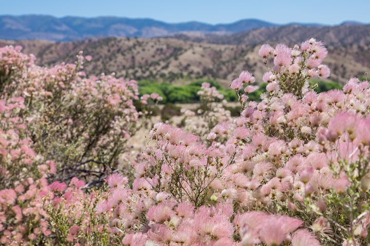 Pink wildflowers in the foreground with mountains and clear blue sky in the background.