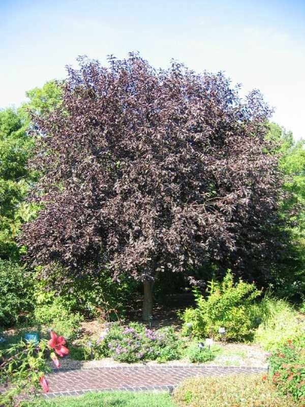 A tree with dark purple leaves in a garden setting, surrounded by greenery and a stone pathway.