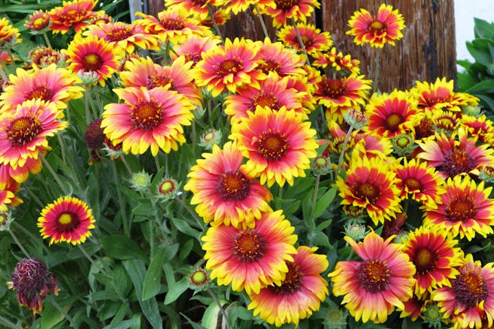 Vibrant red and yellow flowers with lush green leaves in full bloom.