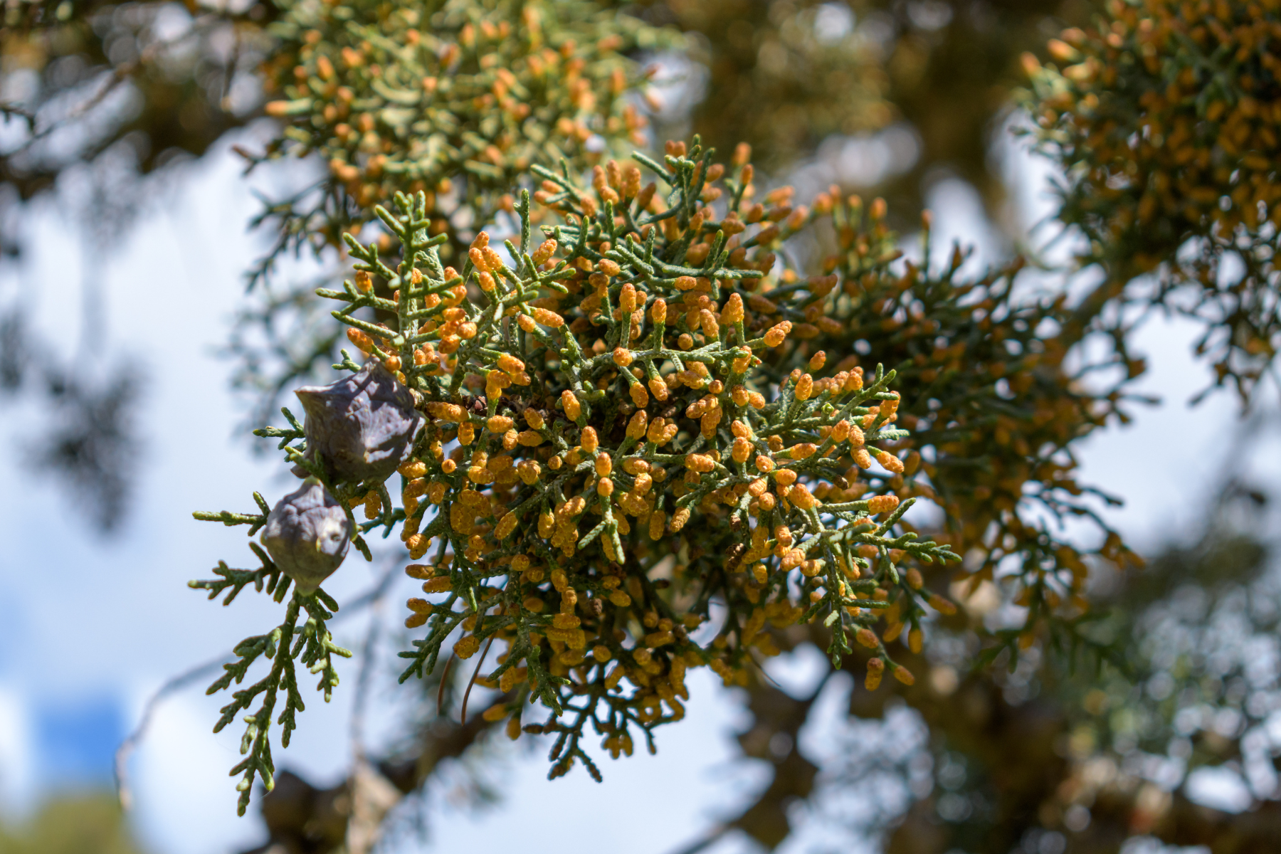 Close-up of a tree branch with green foliage, small yellow-orange buds, and light brown cones.