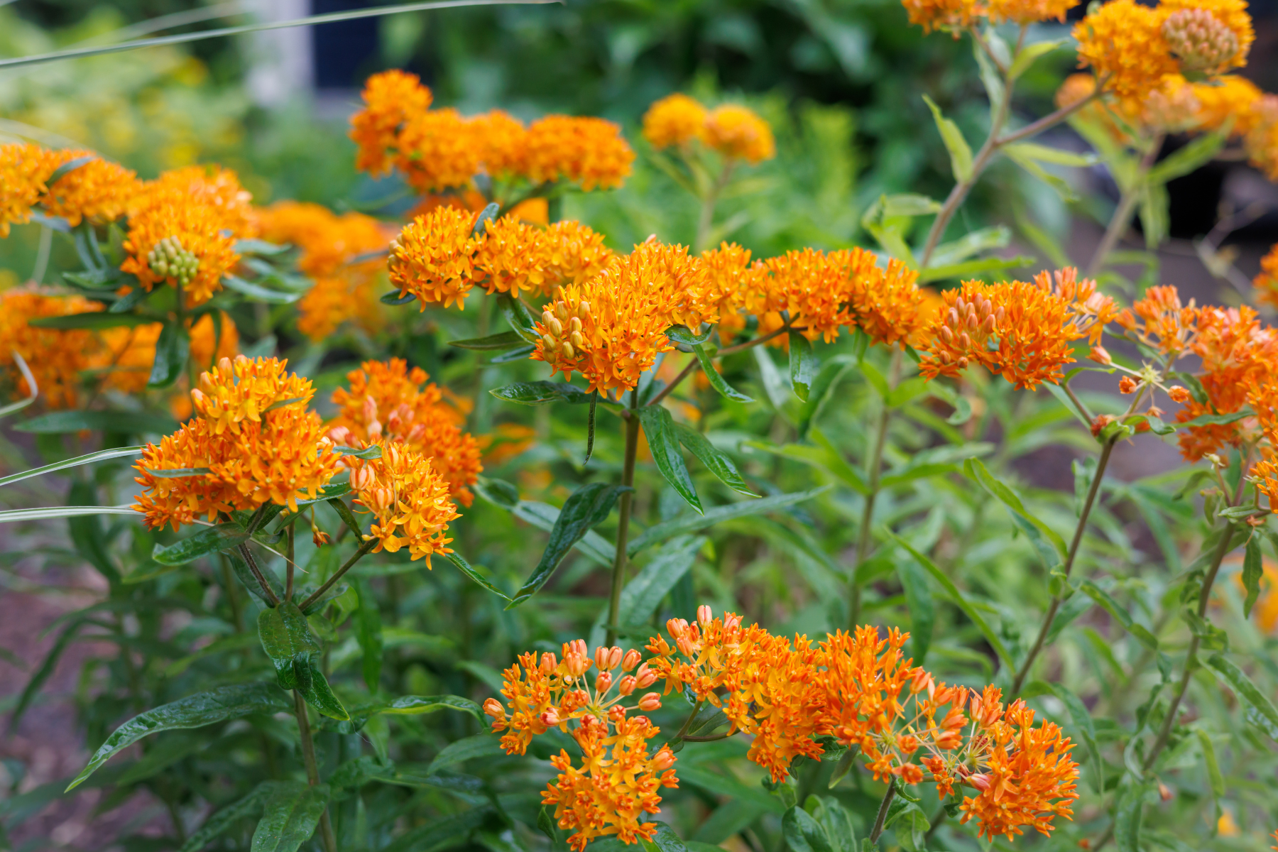 Bright orange flowers with green leaves, blooming in a garden setting.