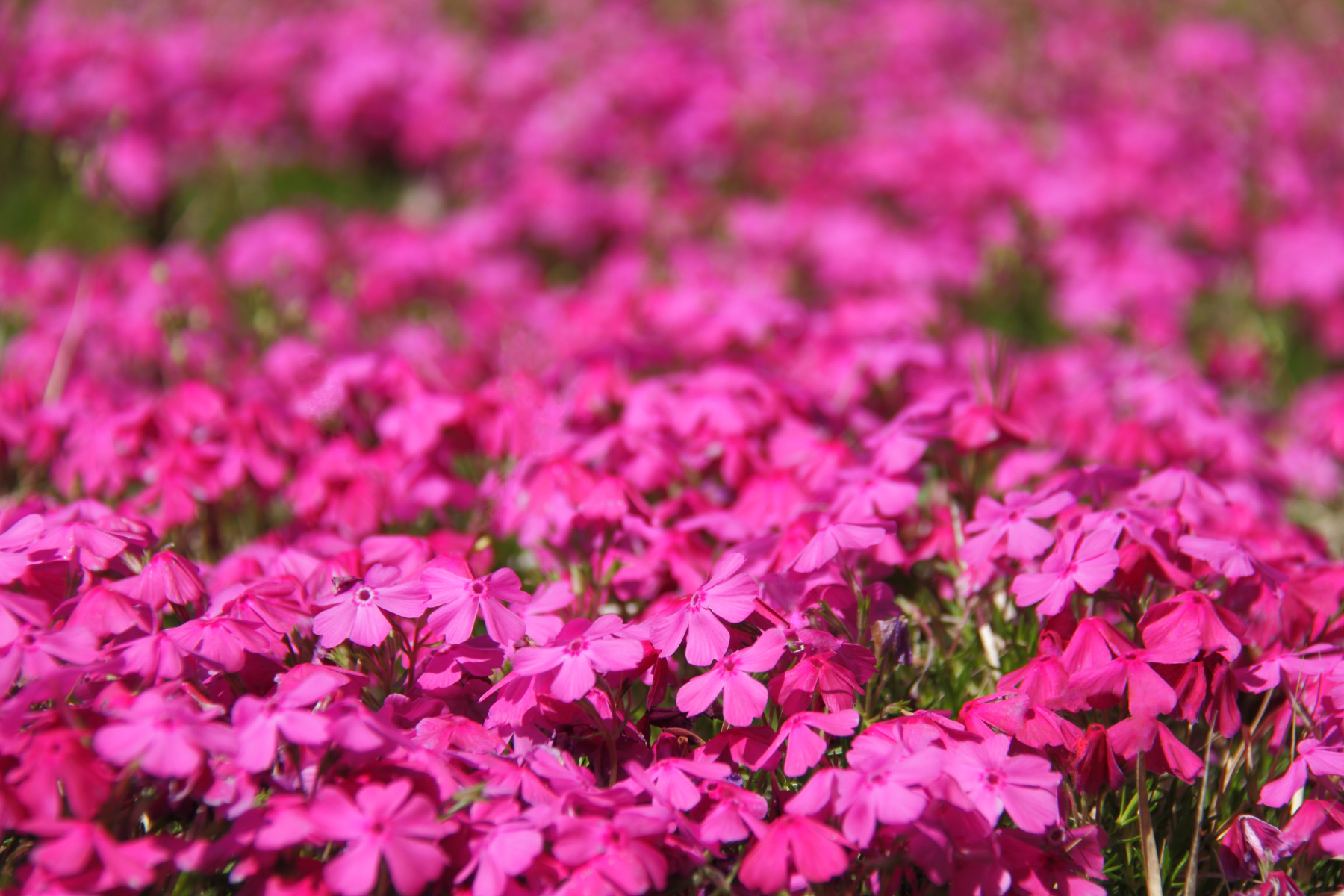 Close-up of bright pink flowers.