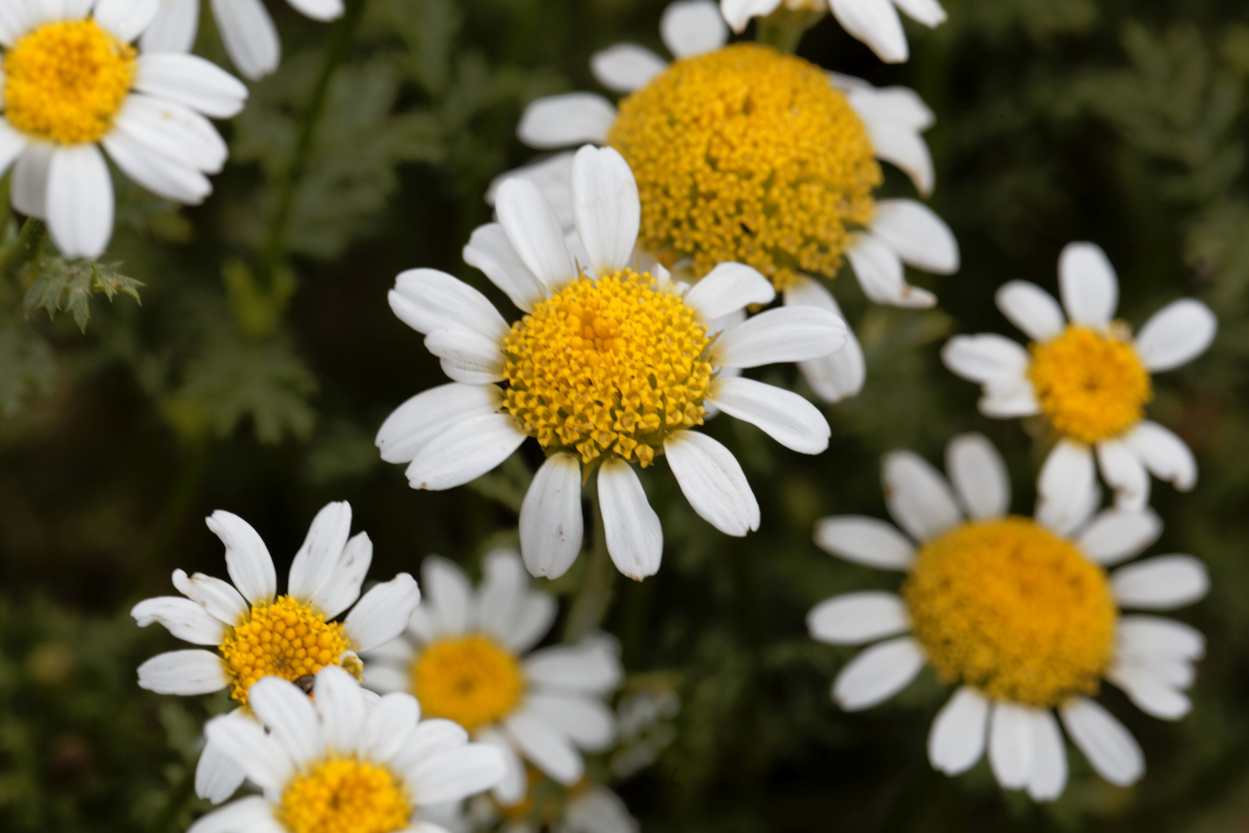 Close-up of white daisies with yellow centers against a green background.