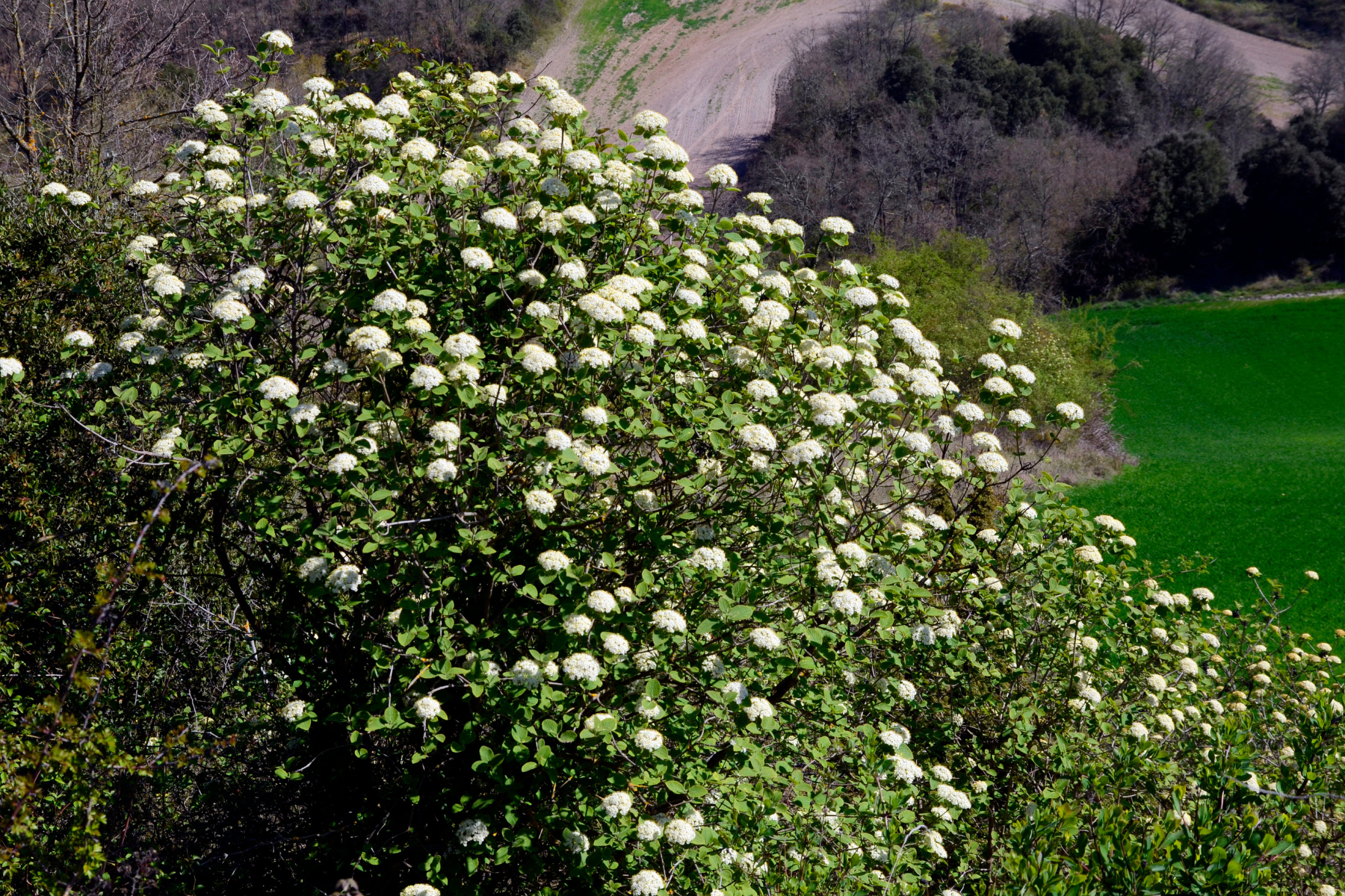 A bush with white flowers in the foreground, set against a scenic landscape with trees and a winding path.