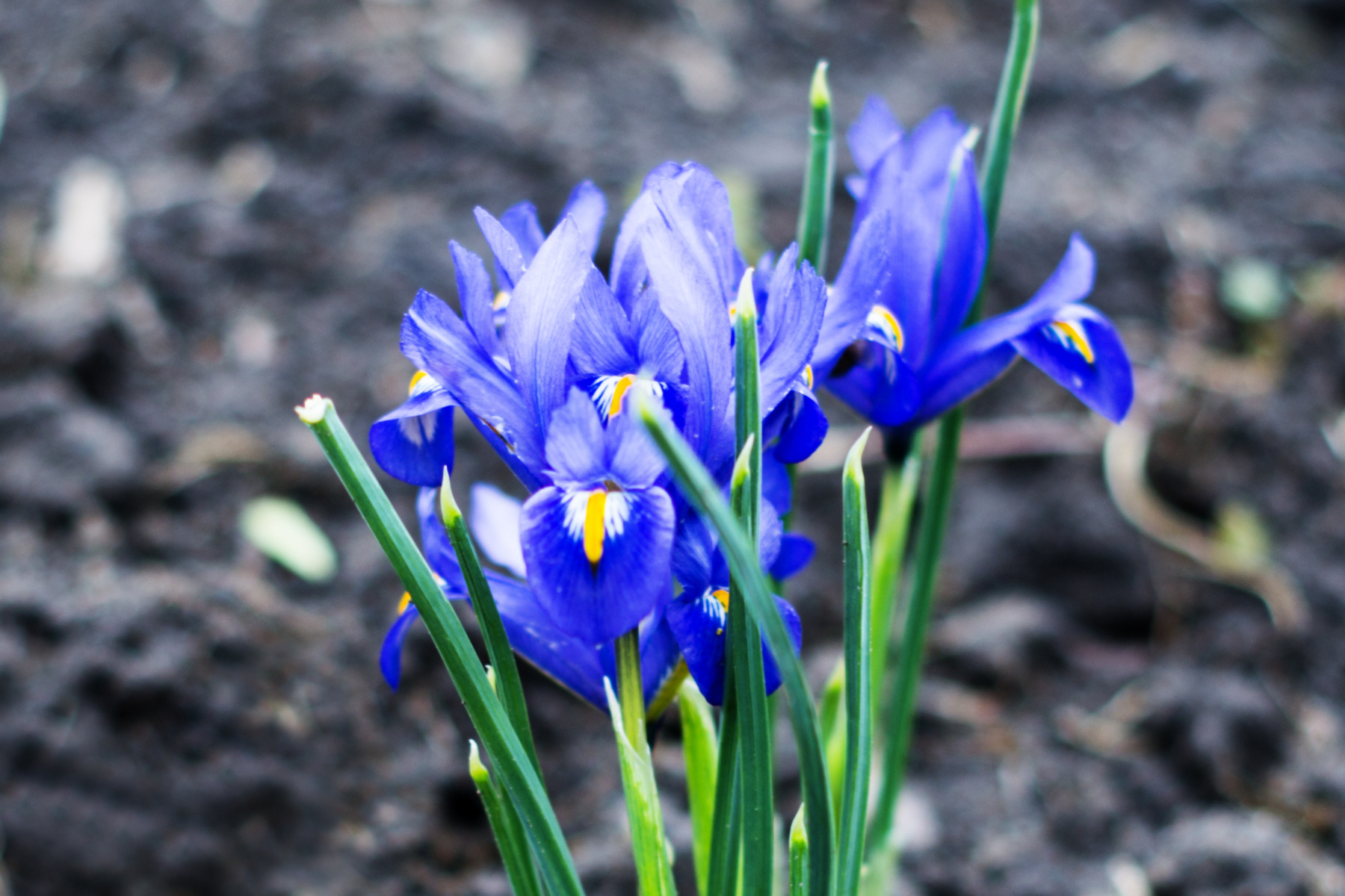 Purple iris flowers with green stems blooming in a garden.