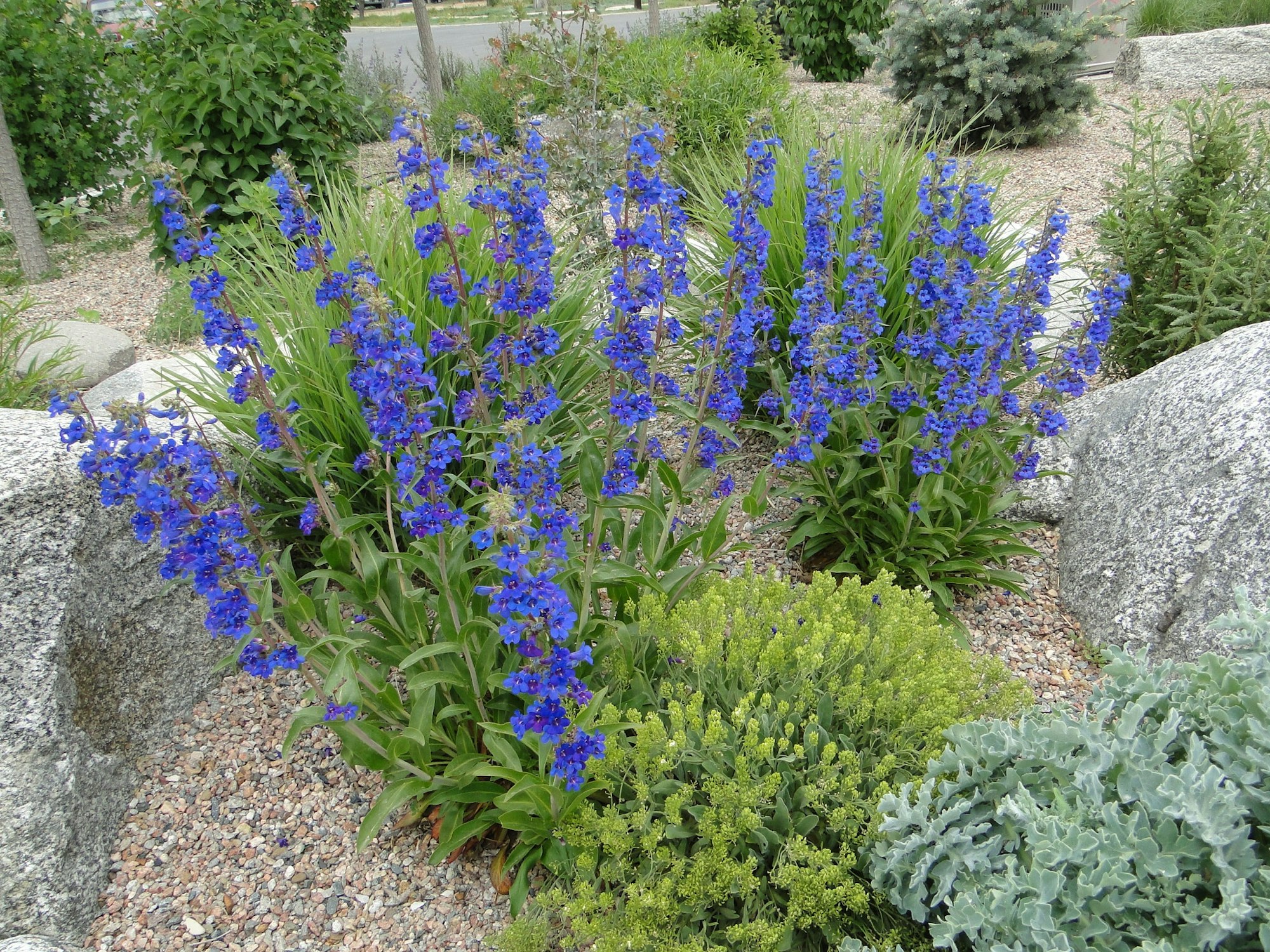 Bright blue flowers in a garden with rocks and green foliage.