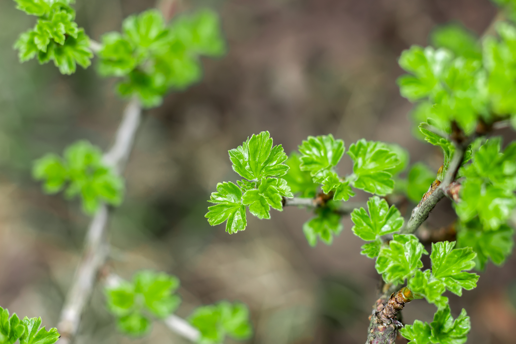 Close-up of bright green leaves on a branch.