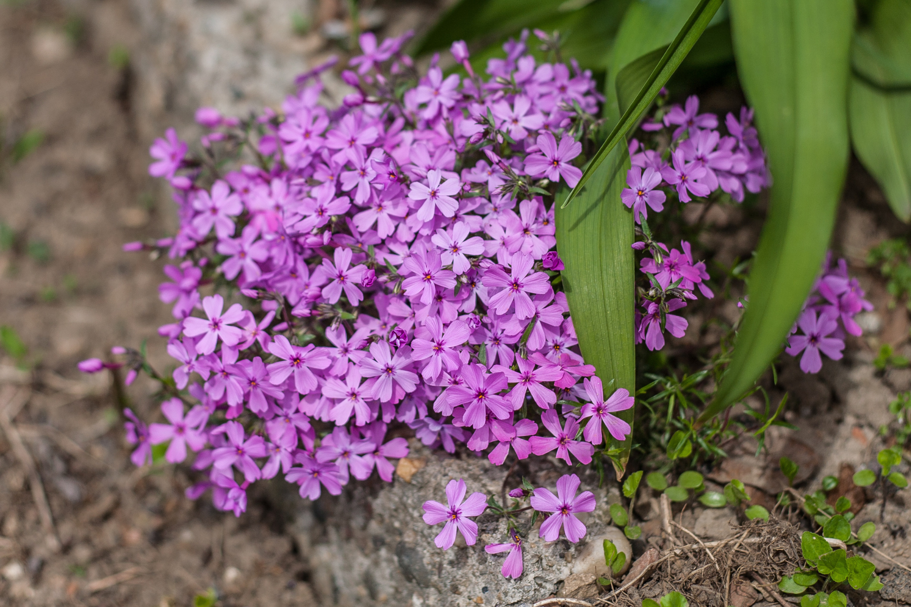 A cluster of vibrant purple phlox flowers surrounded by green leaves.