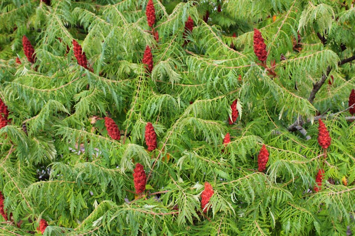 Green foliage with clusters of red cone-shaped flowers or fruits, possibly a sumac tree.