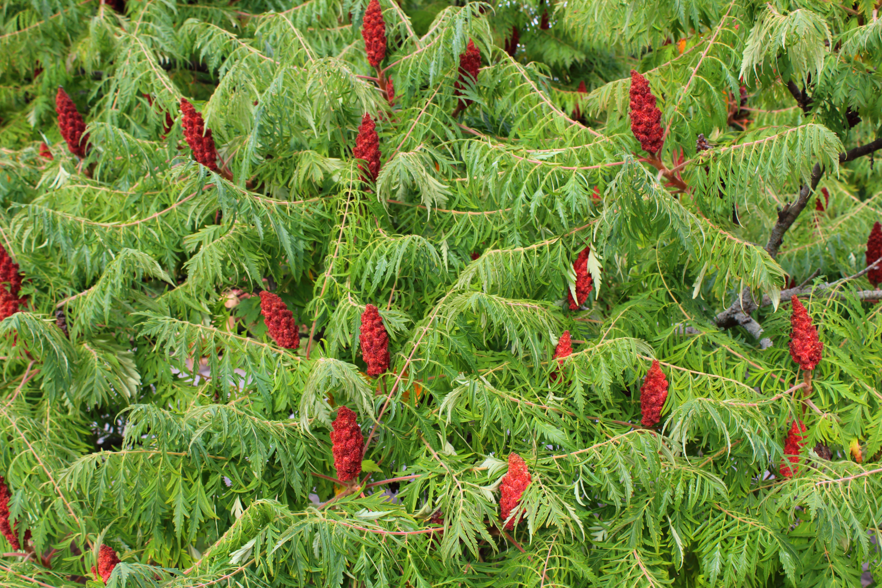 Green foliage with clusters of red cone-shaped flowers or fruits, possibly a sumac tree.
