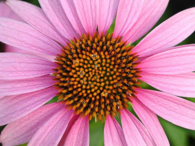 Close-up of a pink flower with a spiky orange and brown center.
