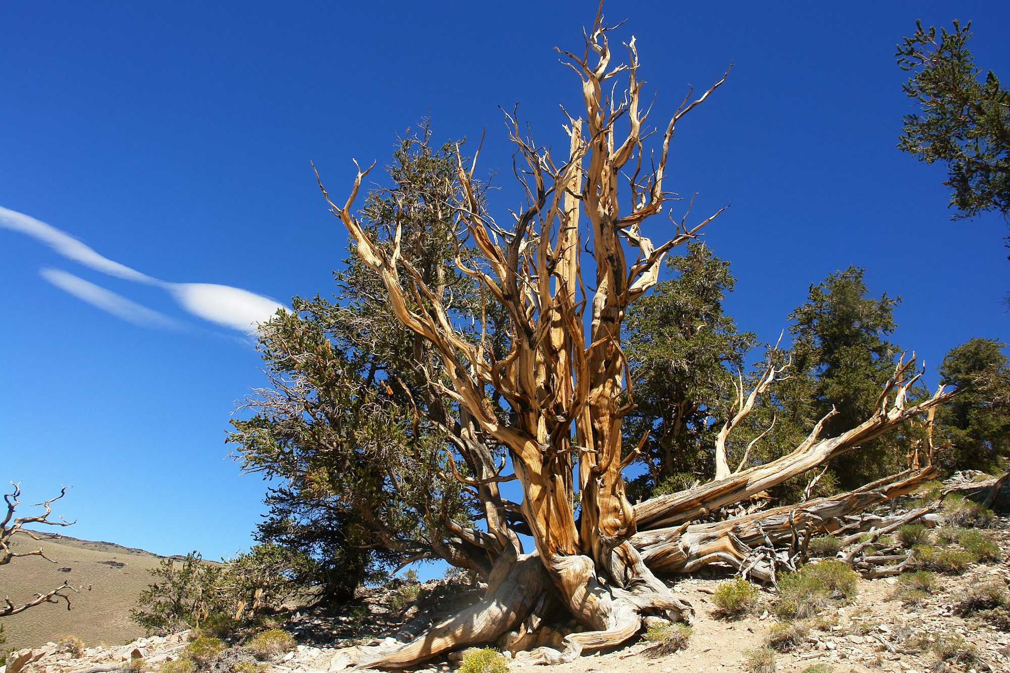 A bristlecone pine tree stands on rocky terrain under a clear blue sky.