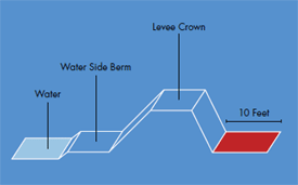 anatomy figure of a levee