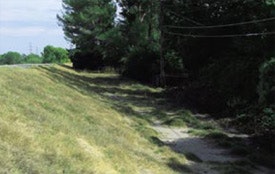 May contain: grass, plant, vegetation, path, nature, outdoors, land, woodland, forest, and tree