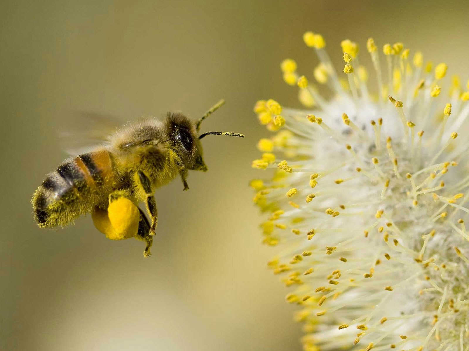 May contain: animal, insect, invertebrate, bee, honey bee, apidae, pollen, and plant