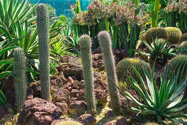A variety of cacti and succulents with rocky terrain.