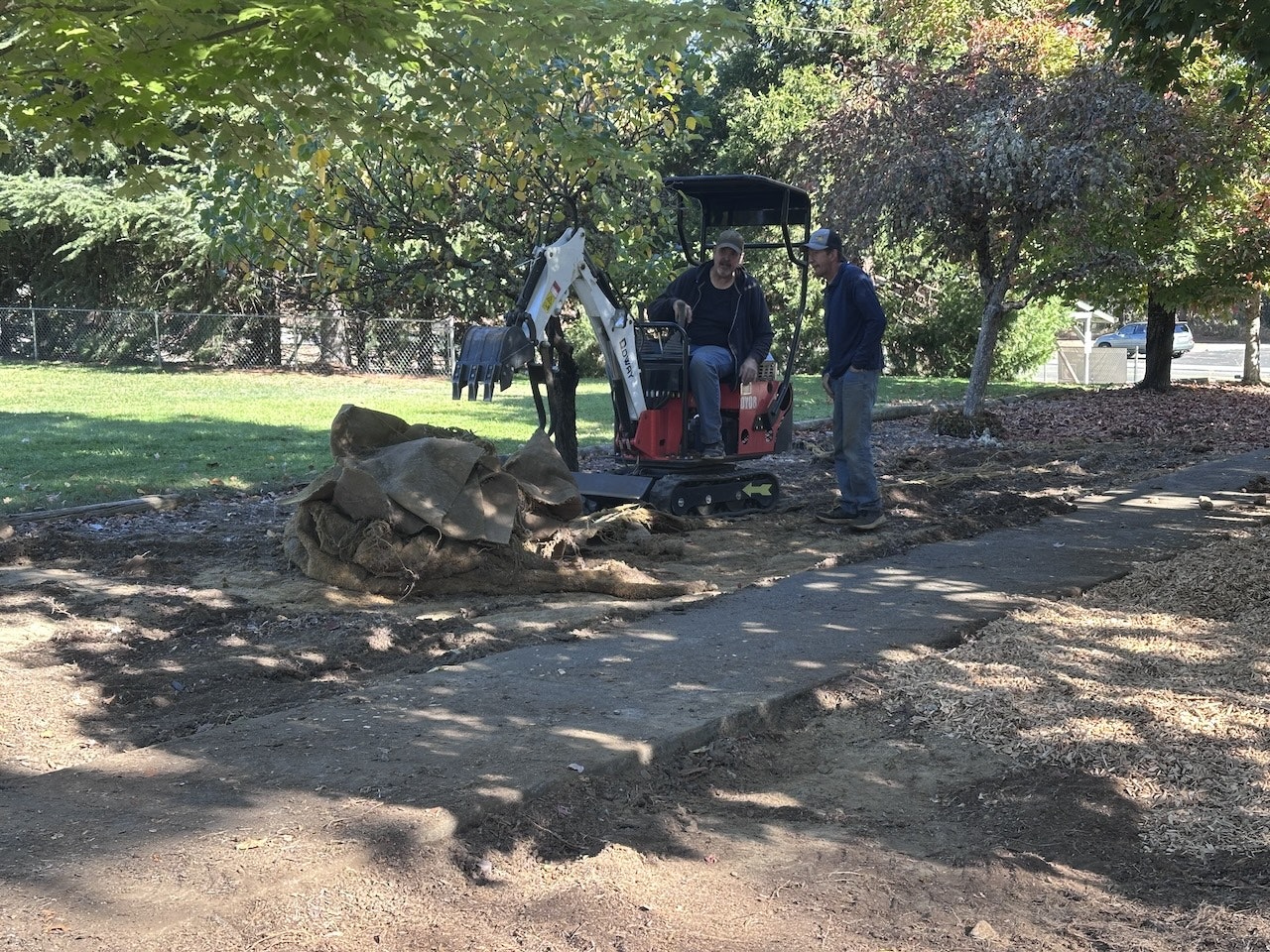Two people with a mini-excavator and uprooted tree stump in a park.