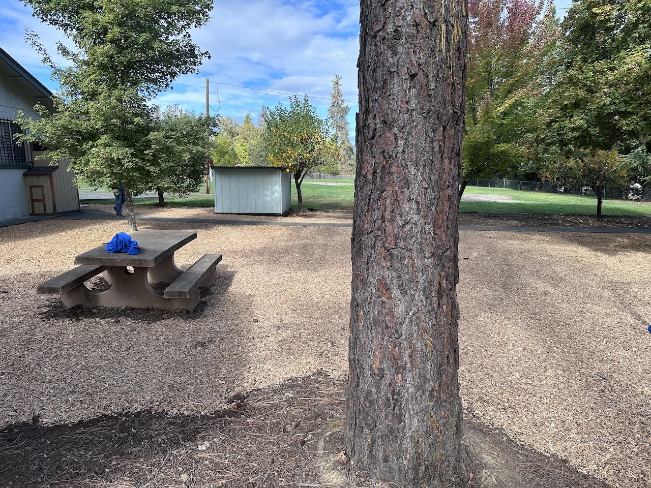 A concrete picnic table with a blue item on top, a tree, and a shed surrounded by other trees and mulch.