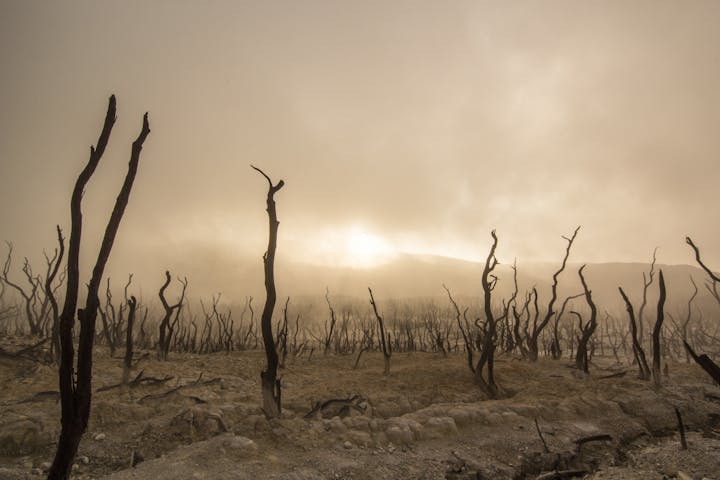 Charred trees under an overcast sky, barren landscape, and a hazy atmosphere.