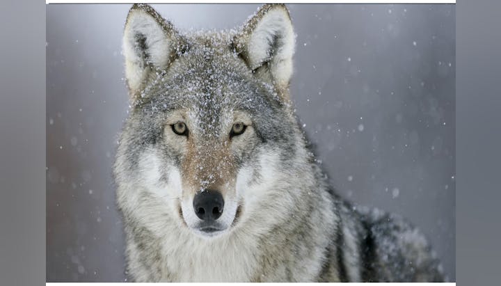 Close-up of a wolf with snowflakes on its fur, set against a snowy background.