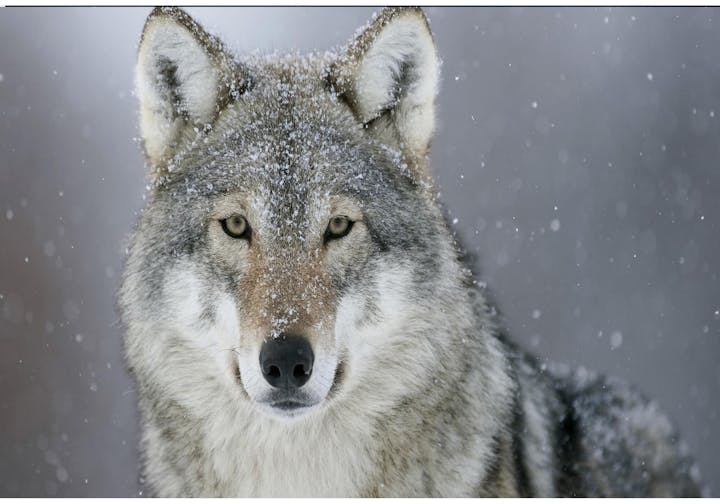 Close-up of a wolf with snowflakes on its fur, set against a snowy background.