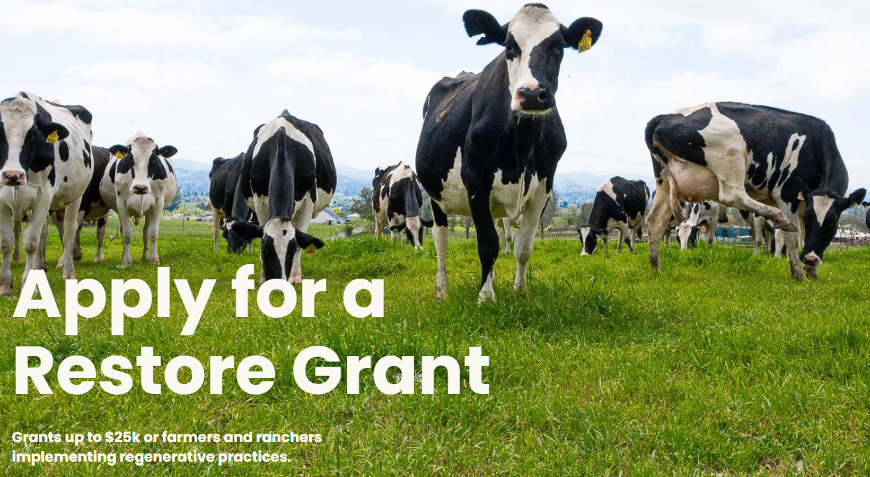 Cows grazing in a field with text about applying for a Restore Grant for regenerative farming.