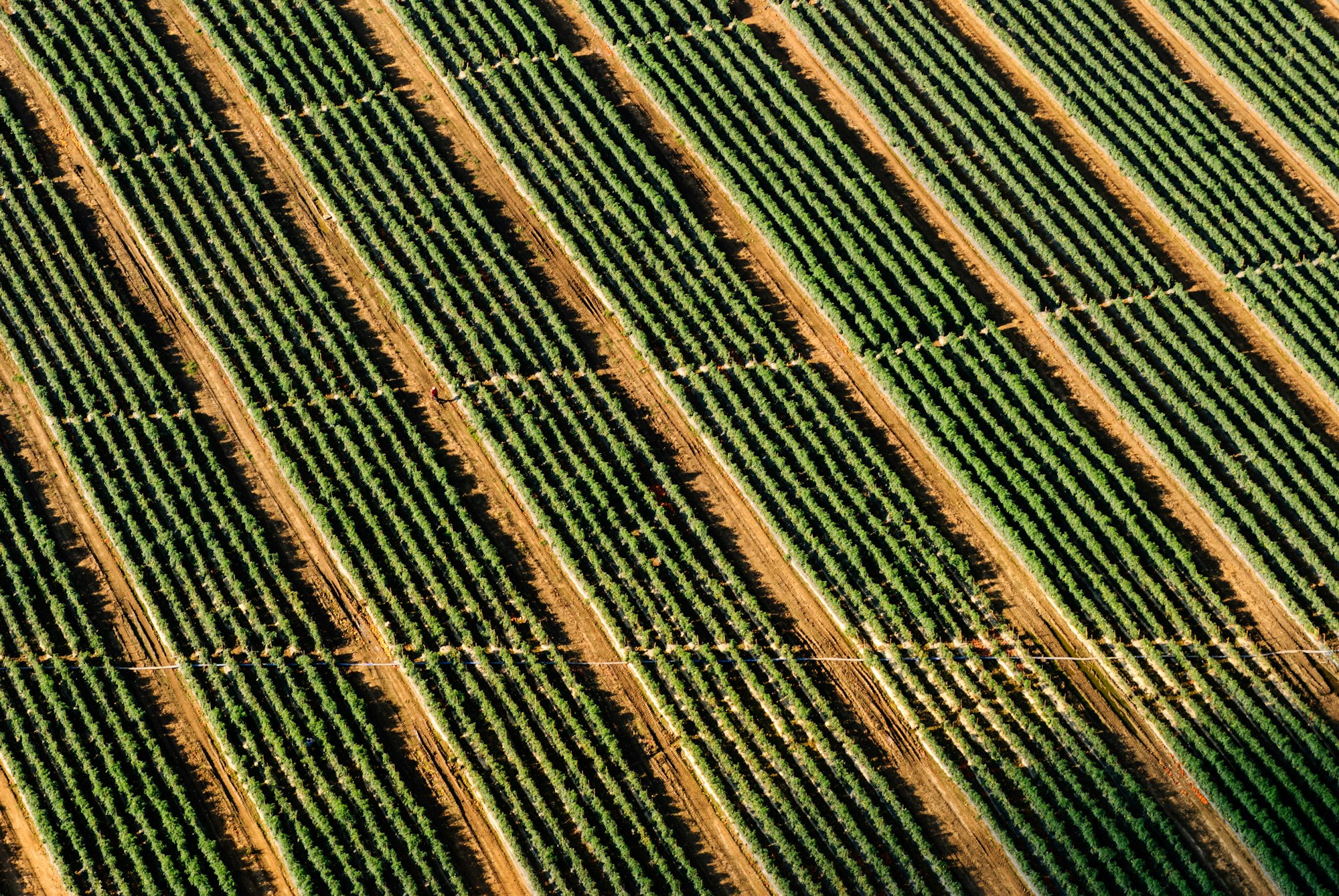 Aerial view of neatly aligned agricultural fields with green crops alternating with soil paths.