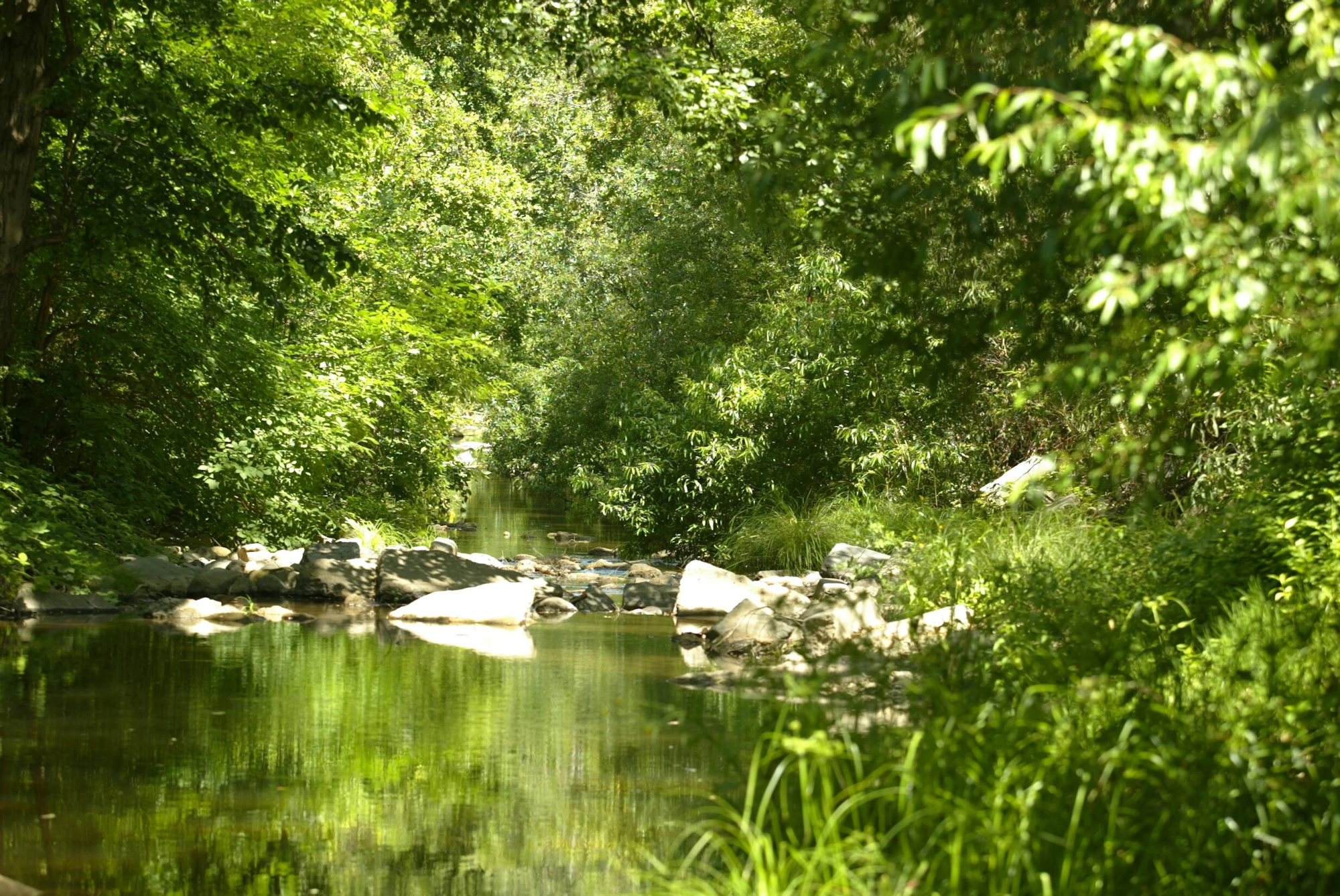 A serene forest stream surrounded by lush green foliage and rocks.