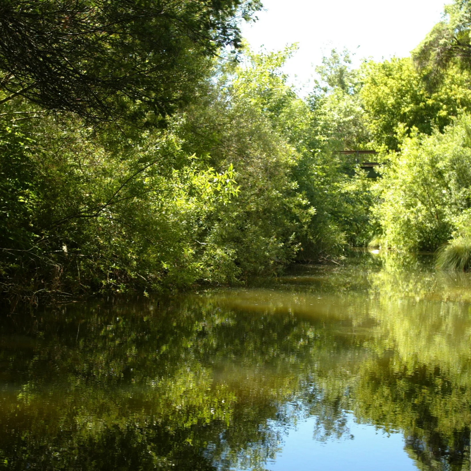 Lush, green foliage reflected in a calm, serene waterway under bright sunlight.