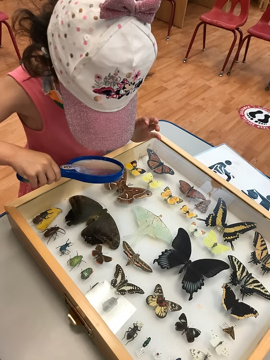 A child inspects an insect display case filled with various butterflies and beetles using a magnifying glass.