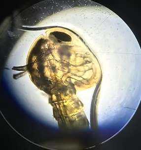 The image shows a close-up view of an organism's head, possibly an aquatic creature, observed under a microscope.
