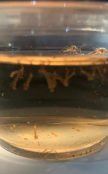 The image shows a jar of liquid with several insects suspended near the surface and some debris at the bottom.