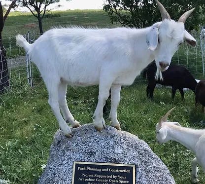 May contain: livestock, animal, antelope, mammal, wildlife, goat, and sheep