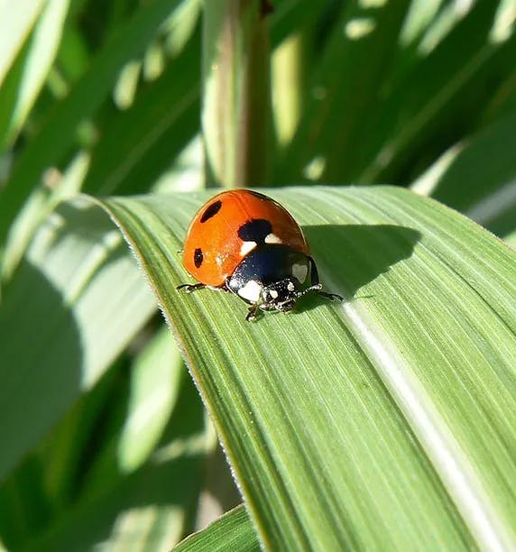 May contain: leaf, plant, animal, insect, invertebrate, green, and grass