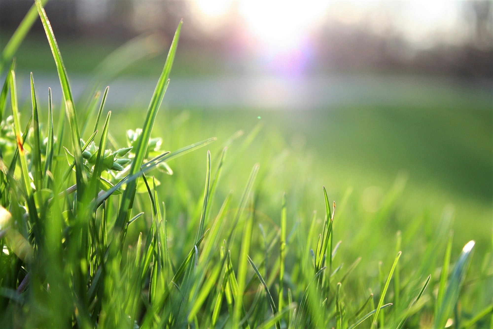 Close-up of sunlit grass with soft focus background.