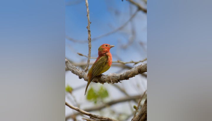 A small red and green bird perched on a branch against a blue sky background.