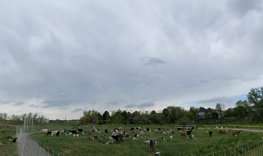 May contain: countryside, farm, field, nature, outdoors, pasture, rural, grassland, ranch, meadow, grazing, animal, livestock, mammal, sheep, cattle, and cow