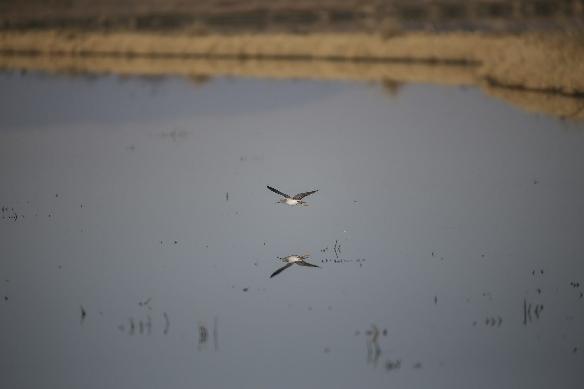May contain: flying, animal, and bird