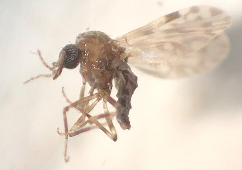 A close-up of a small insect with delicate wings and long legs.