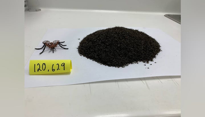 A large pile of ants next to a model spider and a tag with "120,629" written on it.