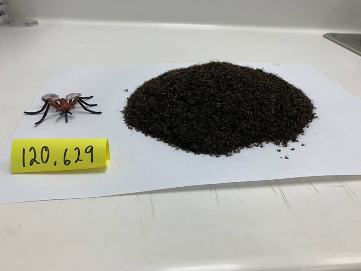 A large pile of ants next to a model spider and a tag with "120,629" written on it.