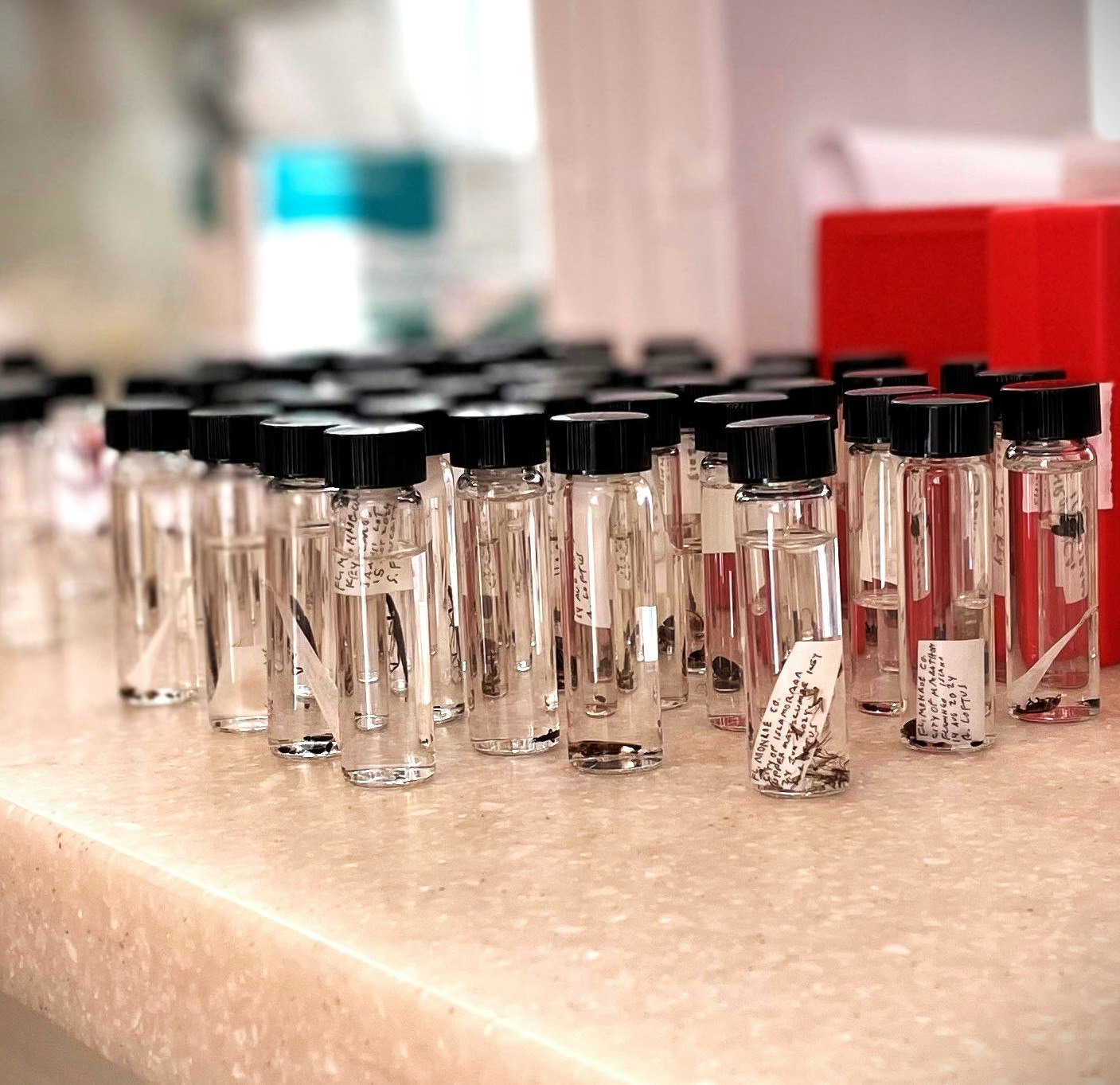 Rows of clear, empty glass vials with black caps on a counter.